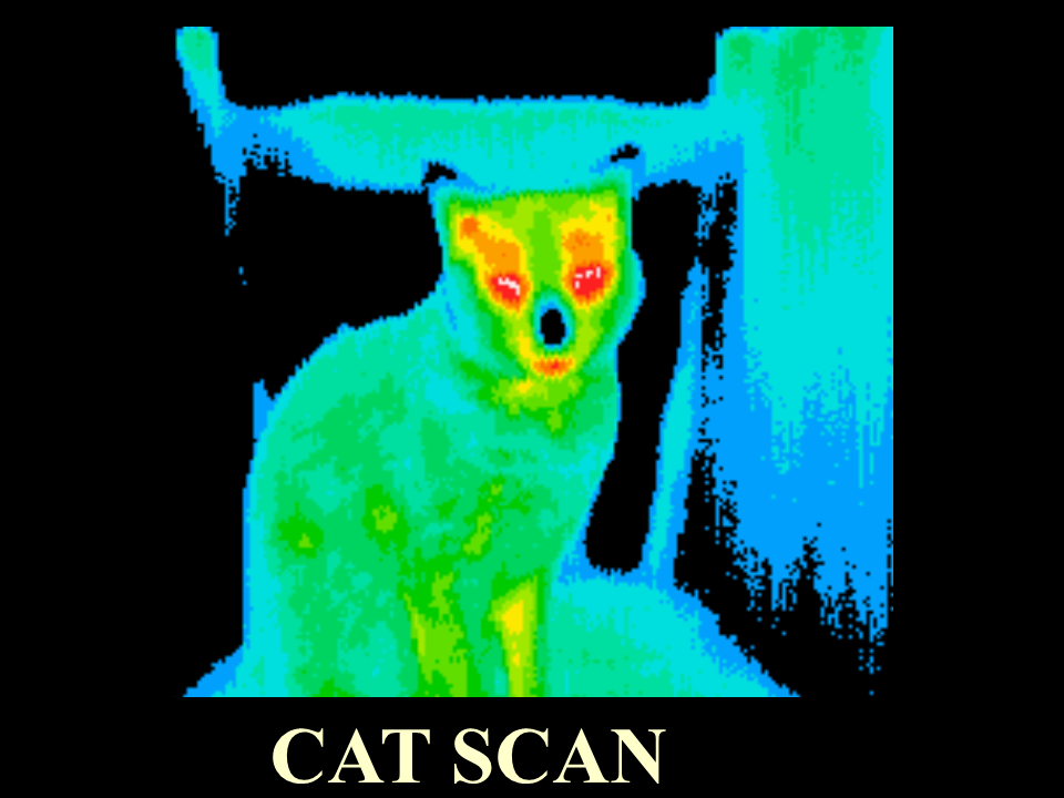 42 CAT Scan